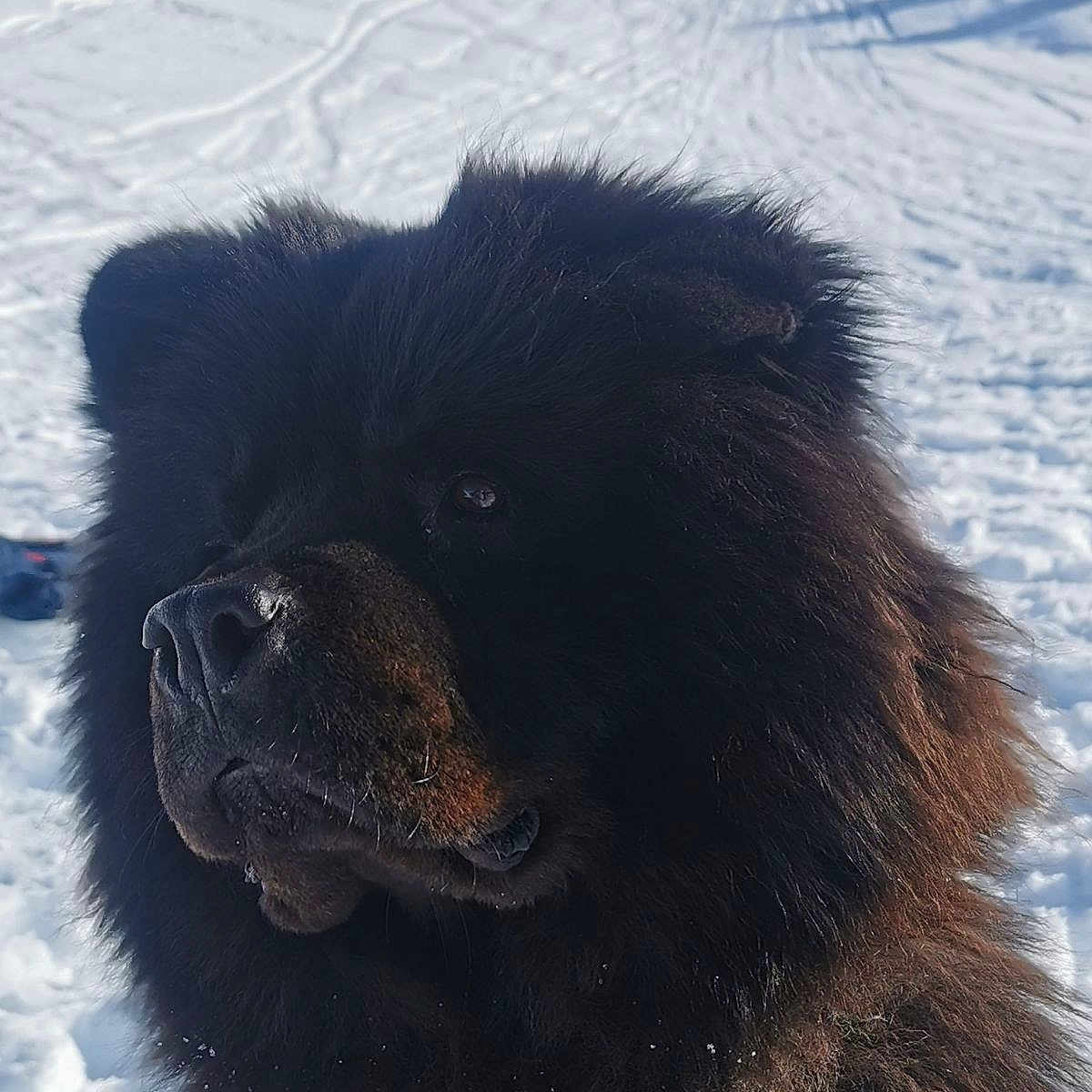 Nala participe au concours pour gagner de l'argent avec cette photo : animal, bear, canine, chow, dog, mountain, mountainrange, nature, newfoundland, outdoors, peak, pet, piste, puppy, snow, sport, whitedog