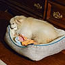 animal, calm, comfort, cozy, cream_color, cute, dog, dog_bed, drawer, fluffy, furniture, home, indoor, ornate_handle, pet, quiet, relaxation, resting, sleeping, wooden_floor