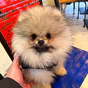 Aladin participe au concours pour gagner de l'argent avec cette photo : dog, puppy, pomeranian, fluffy, fur, pet, animal, cute, indoors, chair, hand, blue, red, wood, face, eyes, nose, sitting, small, adorable