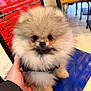 adorable, animal, blue, chair, cute, dog, eyes, face, fluffy, fur, hand, indoors, nose, pet, pomeranian, puppy, red, sitting, small, wood