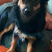 Teddy. Bear is registered to the contest to win money with this photo: animal, black_dog, canine, companion, couch, dog, domestic_animal, ears, fur, furniture, harness, household, indoor, looking_at_camera, orange_couch, paw, pet, sitting, small_dog, tan_dog
