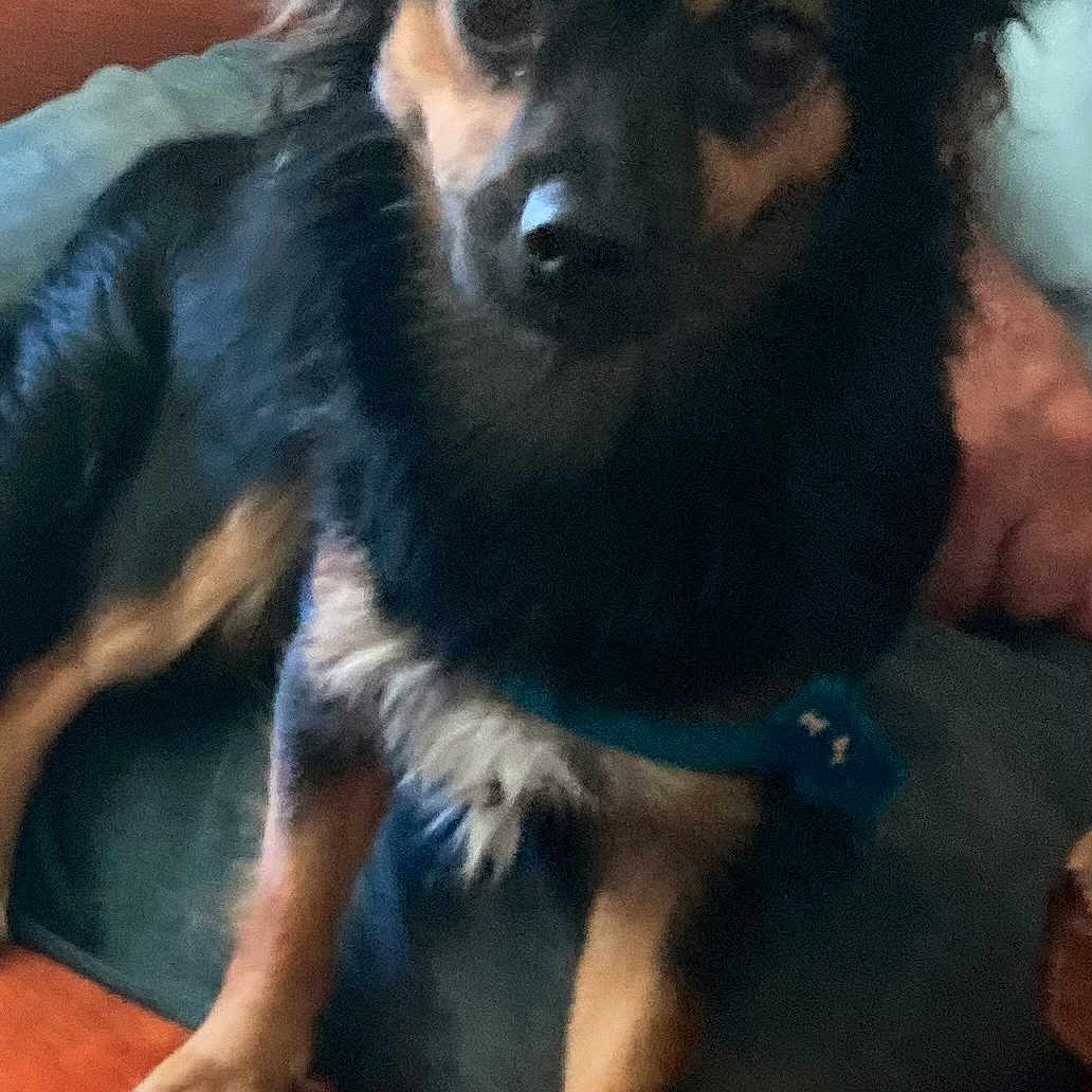 Teddy. Bear
