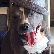 Ghost a rejoint le concours — aidez-le/la à gagner de superbes lots ! dog, yawning, hat, indoor, furniture, sitting, tongue, pet, canine, shelf, floor, brown, white, happy, closeup, animal, domestic_animal, cute, relaxed, funny
