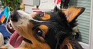 Suki a rejoint le concours — aidez-le/la à gagner de superbes lots ! dog, tricolor_dog, portrait, close_up, happy, playful, tongue, open_mouth, head_tilt, floppy_ears, black_fur, brown_fur, white_fur, pet, indoor, living_room, plant, window, artwork, cushion