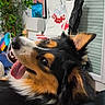 dog, tricolor_dog, portrait, close_up, happy, playful, tongue, open_mouth, head_tilt, floppy_ears, black_fur, brown_fur, white_fur, pet, indoor, living_room, plant, window, artwork, cushion
