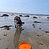 Suki a rejoint le concours — aidez-le/la à gagner de superbes lots ! dog, beach, ocean, seashore, wet_fur, happy, smiling, standing, frisbee, orange_disc, sand, seawater, waves, rocks, seaweed, reflection, outdoors, daylight, border_collie, pet