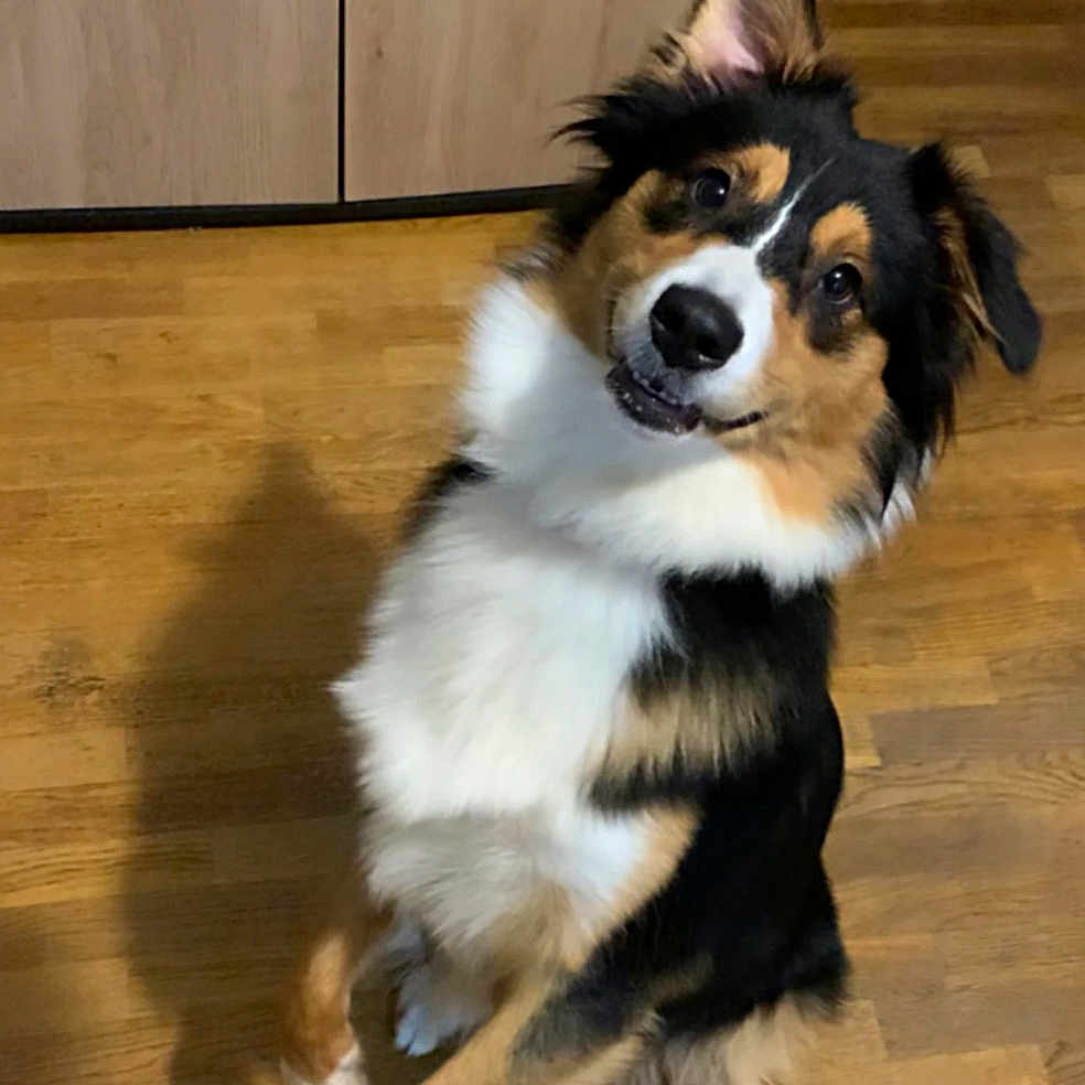 Suki