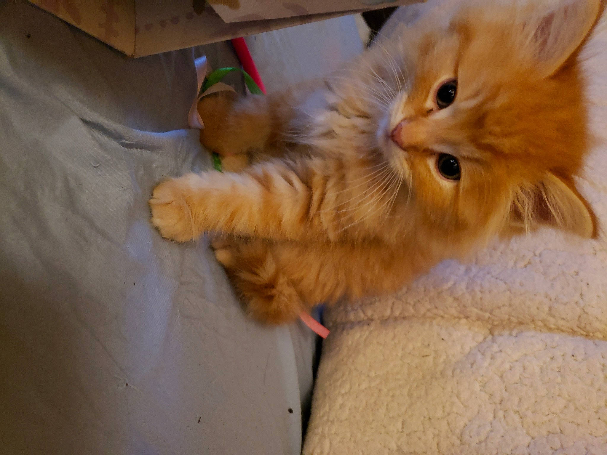 Houston joined the competition — help win amazing prizes! box, carnivore, cat, claw, comfort, domestic_short_haired_cat, fawn, felidae, flooring, fur, paw, small_to_medium_sized_cats, snout, tail, whiskers, wood