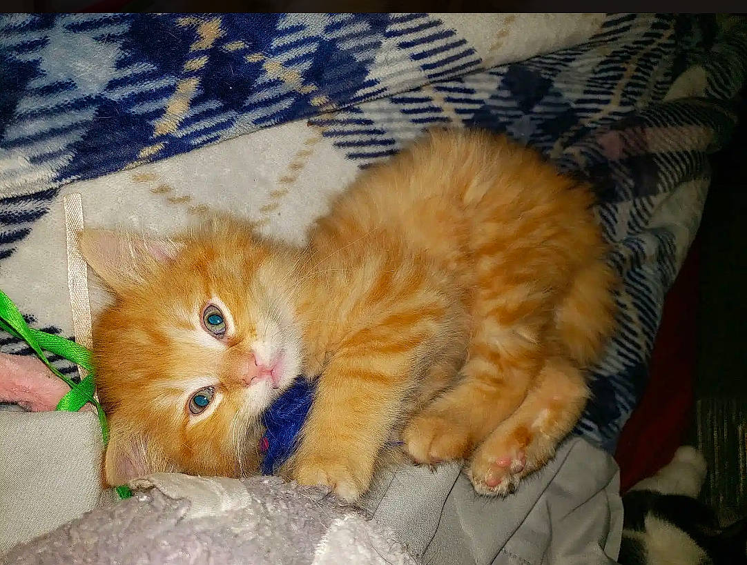 Houston is registered to the contest to win money with this photo: carnivore, cat, claw, comfort, couch, domestic_short_haired_cat, fawn, felidae, fur, nap, paw, room, small_to_medium_sized_cats, snout, tail, textile, whiskers, wood