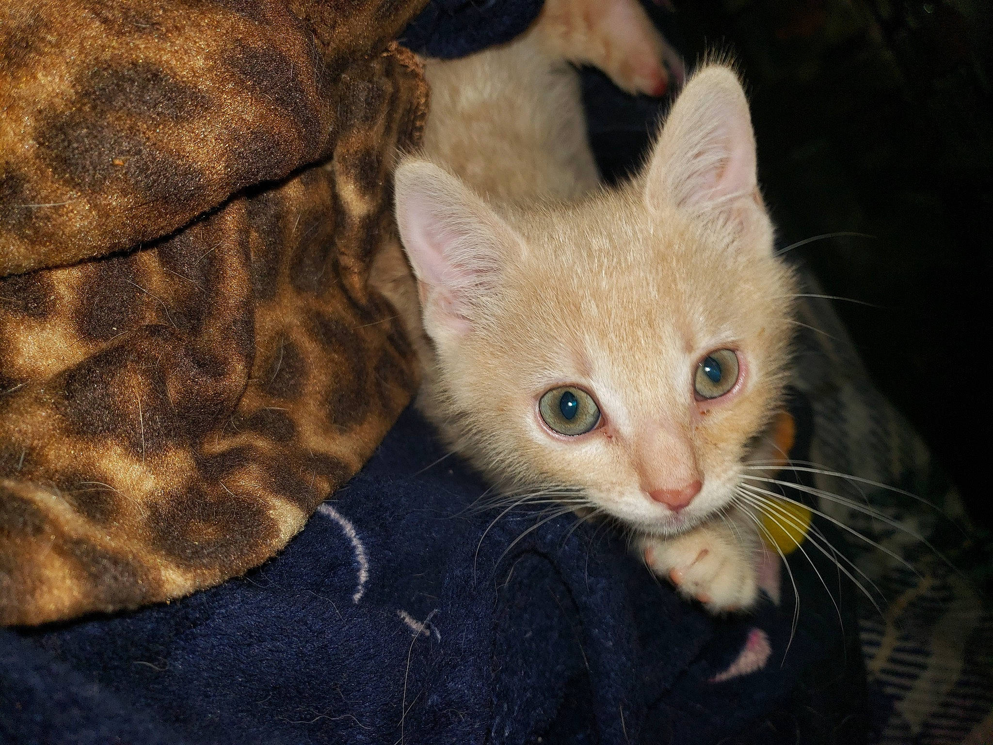 Scooter joined the competition — help win amazing prizes! carnivore, cat, claw, comfort, domestic_short_haired_cat, fawn, felidae, fur, paw, small_to_medium_sized_cats, tail, terrestrial_animal, whiskers