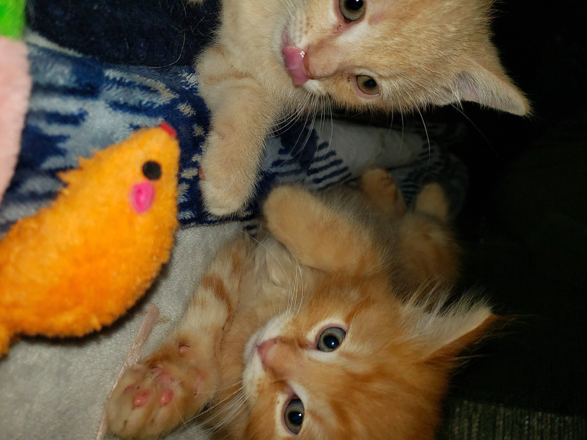 Scooter joined the competition — help win amazing prizes! carnivore, cat, claw, close_up, eye, fawn, felidae, fur, gesture, head, mammal, nail, nose, organism, paw, small_to_medium_sized_cats, snout, tail, vertebrate, whiskers