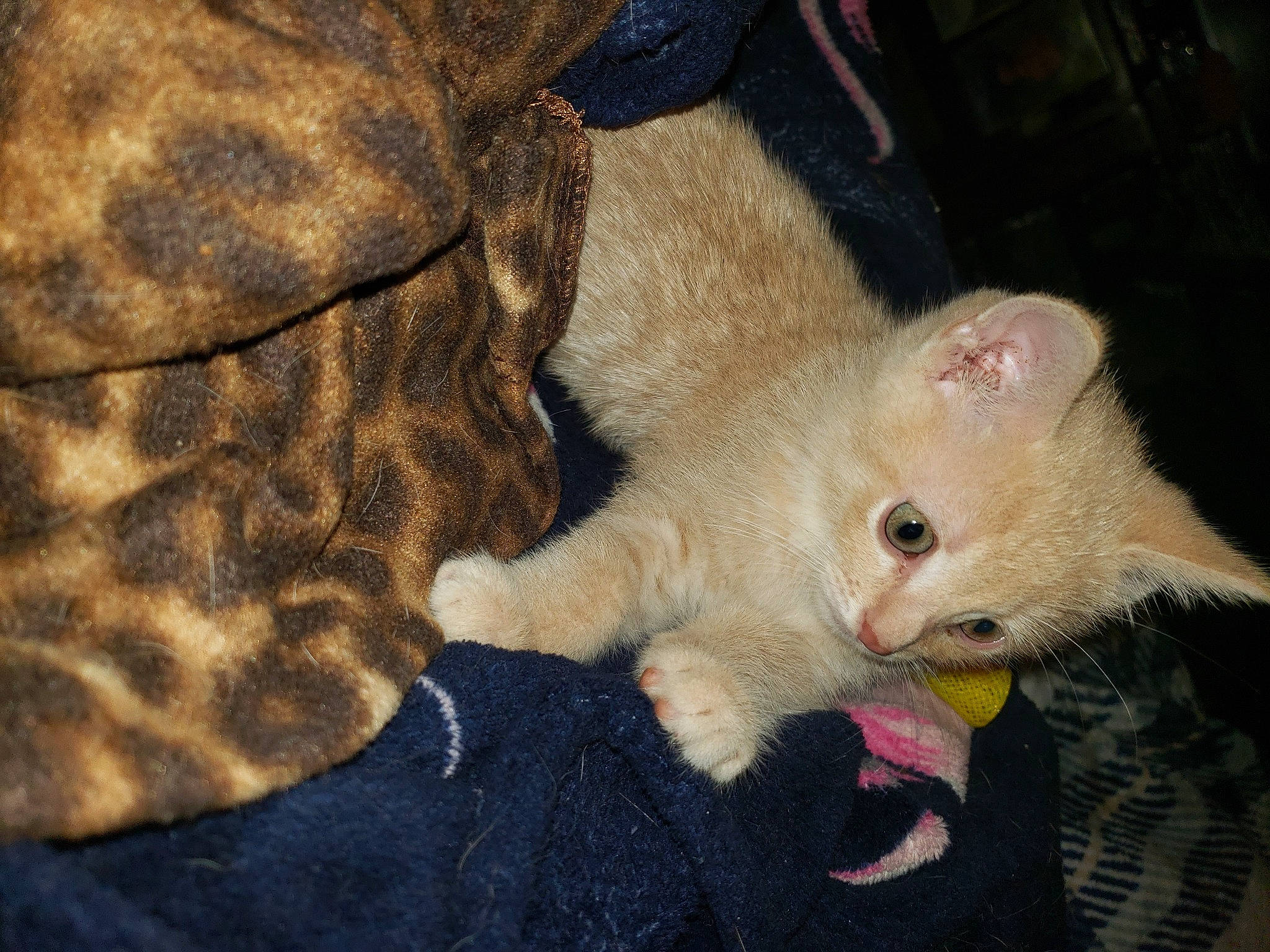 Scooter is registered to the contest to win money with this photo: carnivore, cat, claw, comfort, domestic_short_haired_cat, fawn, felidae, foot, fur, iris, pattern, paw, small_to_medium_sized_cats, snout, tail, terrestrial_animal, whiskers