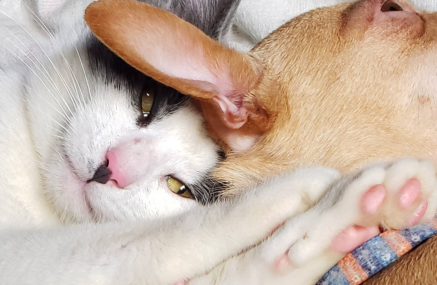 Crazy Eyes is registered to the contest to win money with this photo: carnivore, cat, claw, comfort, domestic_short_haired_cat, ear, eye, eyelash, fawn, felidae, foot, fur, gesture, human_body, leg, nail, paw, small_to_medium_sized_cats, snout, whiskers