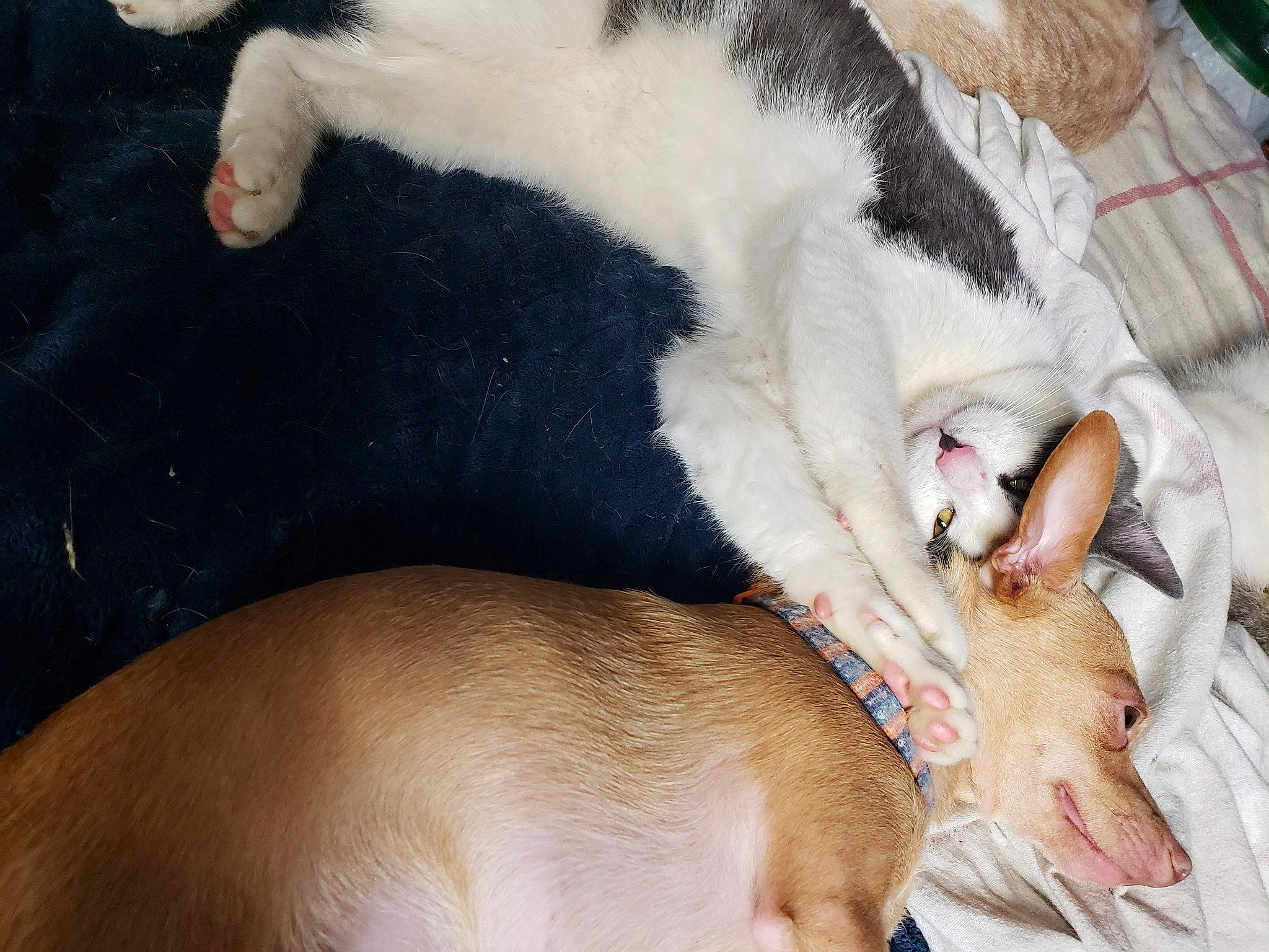 Crazy Eyes joined the competition — help win amazing prizes! canidae, carnivore, comfort, companion_dog, dog, dog_breed, ear, fawn, felidae, fur, human_leg, jaw, paw, sighthound, small_to_medium_sized_cats, snout, sporting_group, tail, whiskers, working_animal