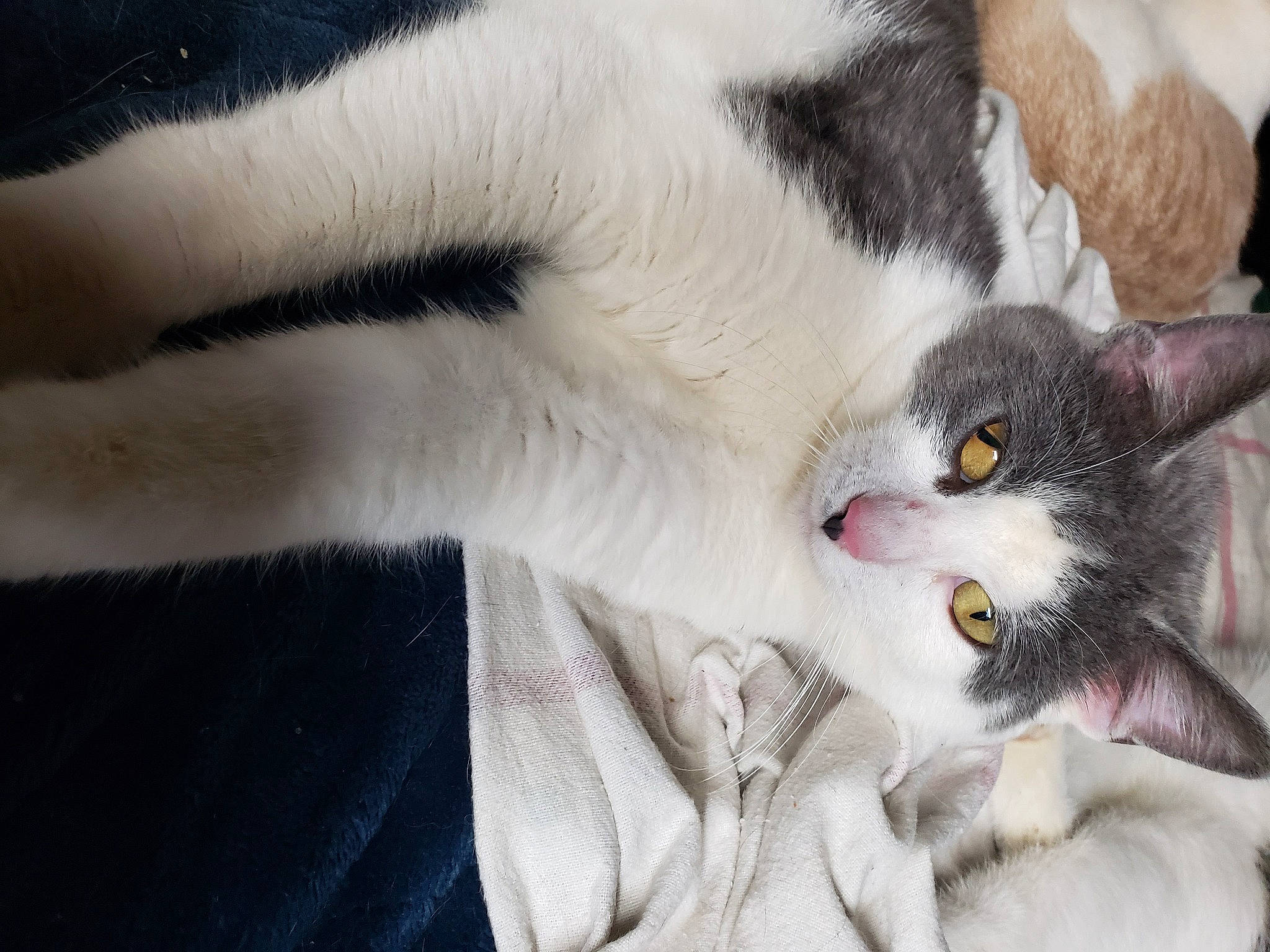 Crazy Eyes is registered to the contest to win money with this photo: carnivore, cat, claw, comfort, domestic_short_haired_cat, ear, eye, eyelash, felidae, fur, grey, paw, small_to_medium_sized_cats, snout, tail, whiskers