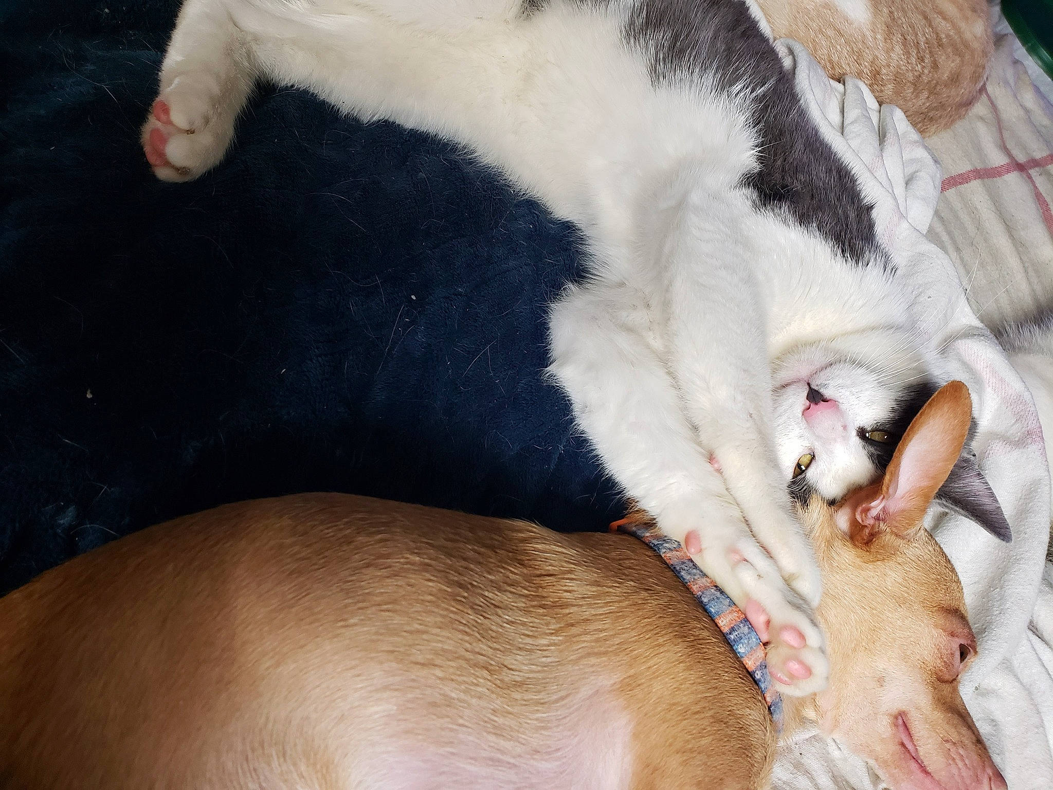 Crazy Eyes is registered to the contest to win money with this photo: canidae, carnivore, cat, comfort, companion_dog, dog_breed, domestic_short_haired_cat, ear, fawn, felidae, fur, human_leg, jaw, nap, paw, small_to_medium_sized_cats, snout, sporting_group, tail, whiskers