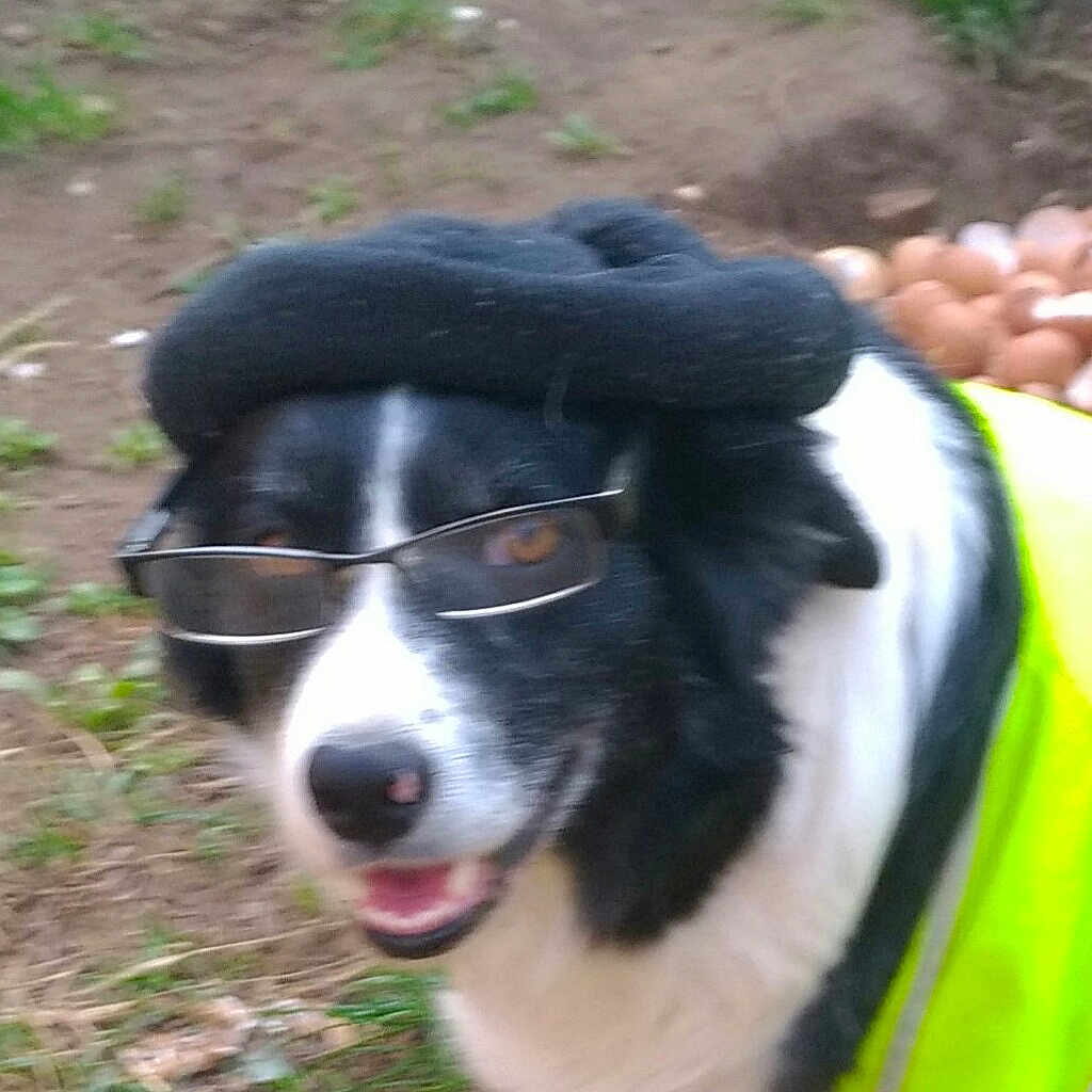 éclipse participe au concours pour gagner de l'argent avec cette photo : accessories, animal, ball, canine, clothing, coat, dog, face, glasses, grass, head, person, pet, photography, plant, portrait, puppy, sport, tennis, tennisball