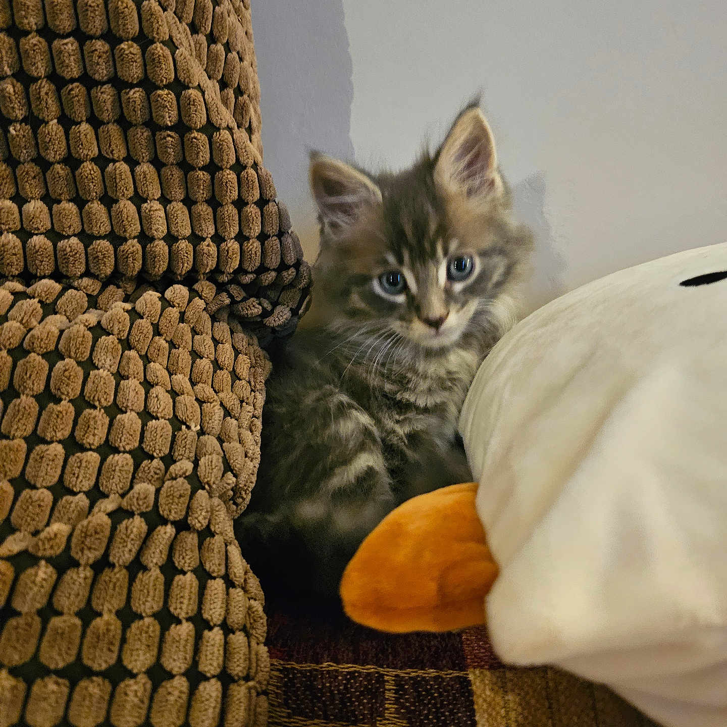 Fel joined the competition — help win amazing prizes! animal, blanket, brown, cat, cozy, curious, cute, domestic, furry, indoor, kitten, looking, orange, pet, plush_toy, seated, small, soft, texture, young