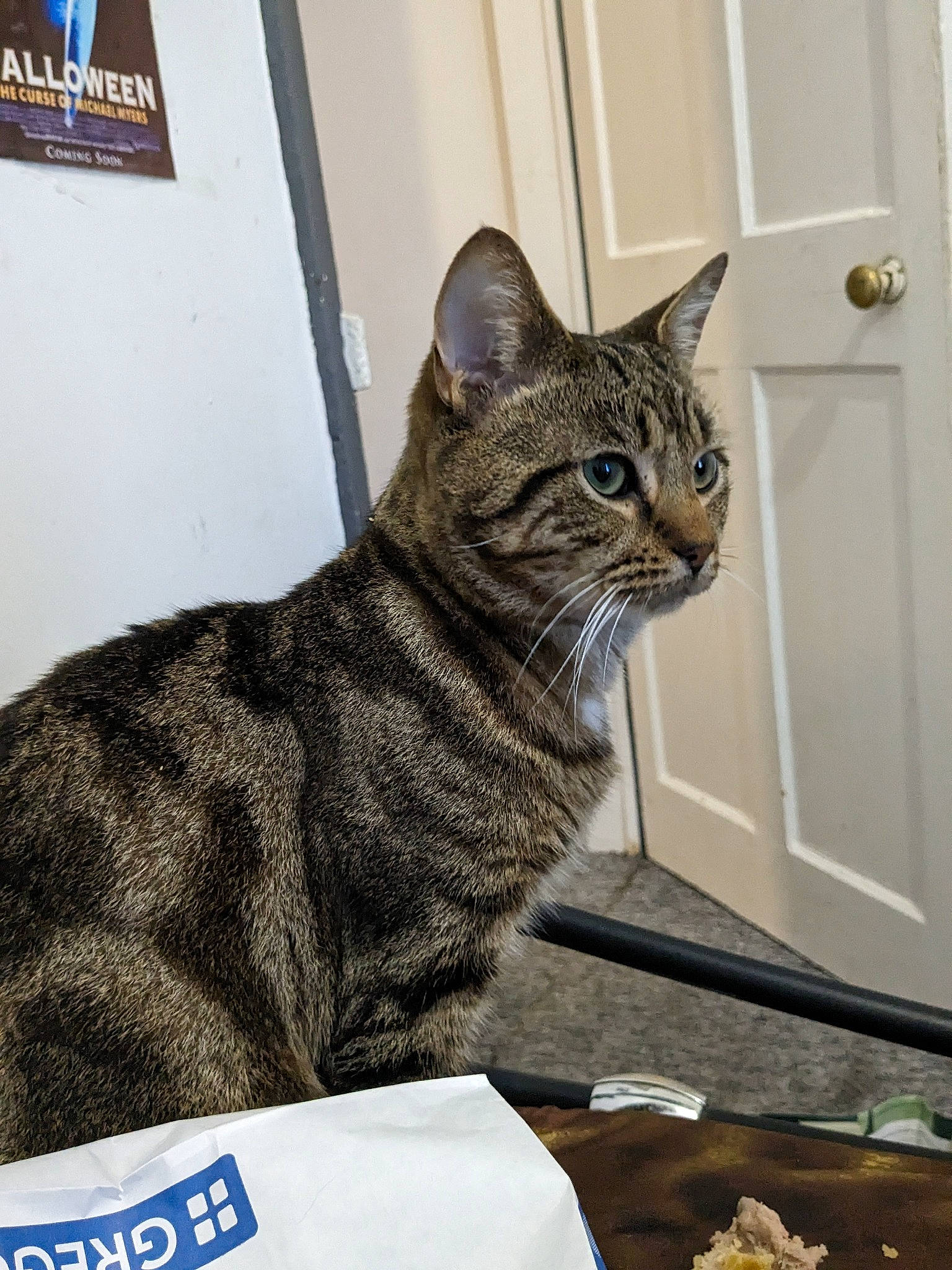 Brady is registered to the contest to win money with this photo: carnivore, cat, cat_supply, domestic_short_haired_cat, door, felidae, fur, grey, paw, plate, sitting, small_to_medium_sized_cats, snout, tableware, tail, terrestrial_animal, whiskers, window