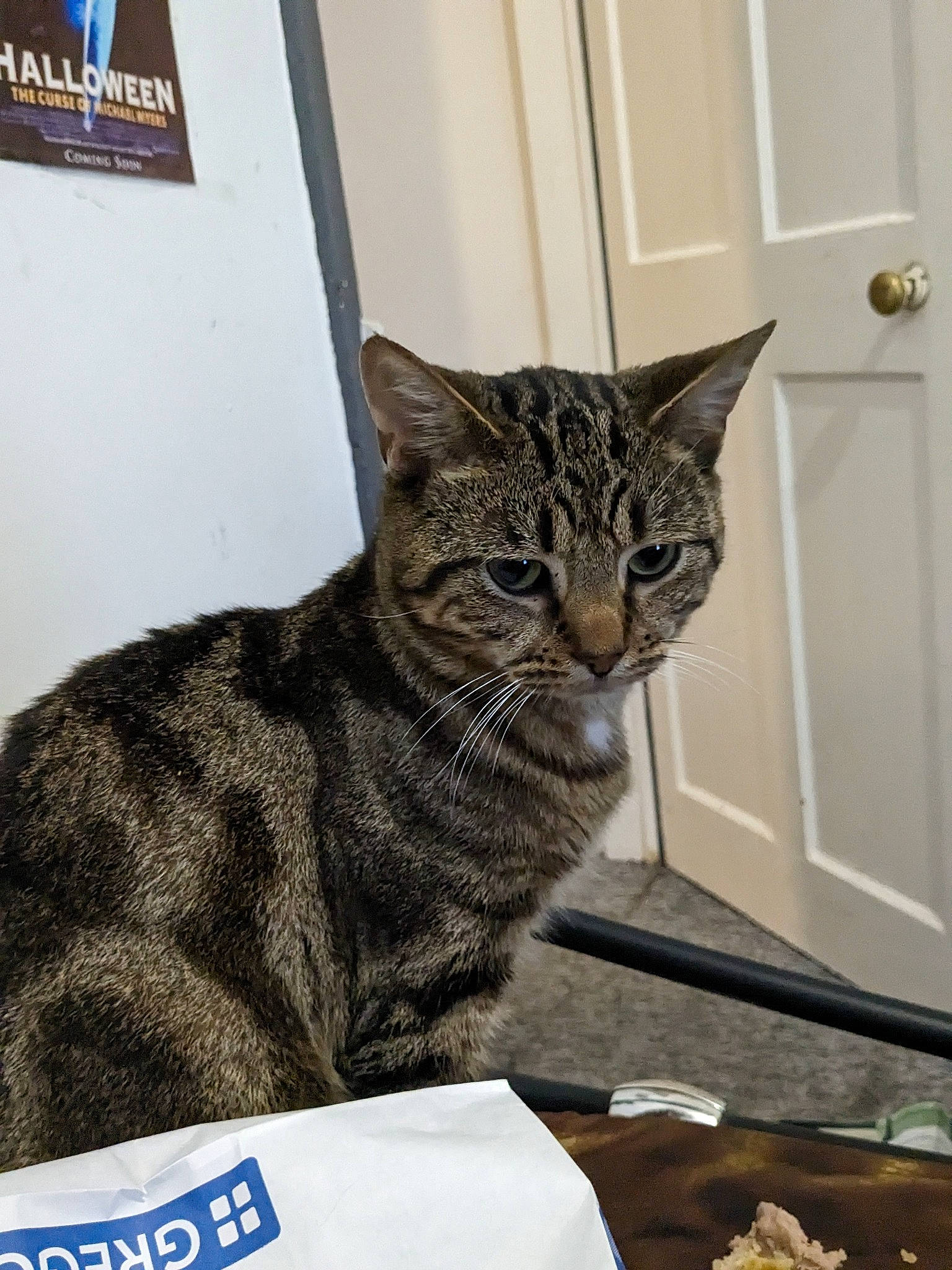 Brady joined the competition — help win amazing prizes! carnivore, cat, cat_supply, comfort_food, cuisine, dish, domestic_short_haired_cat, door, felidae, fur, ingredient, recipe, sitting, small_to_medium_sized_cats, snout, tableware, terrestrial_animal, whiskers, window