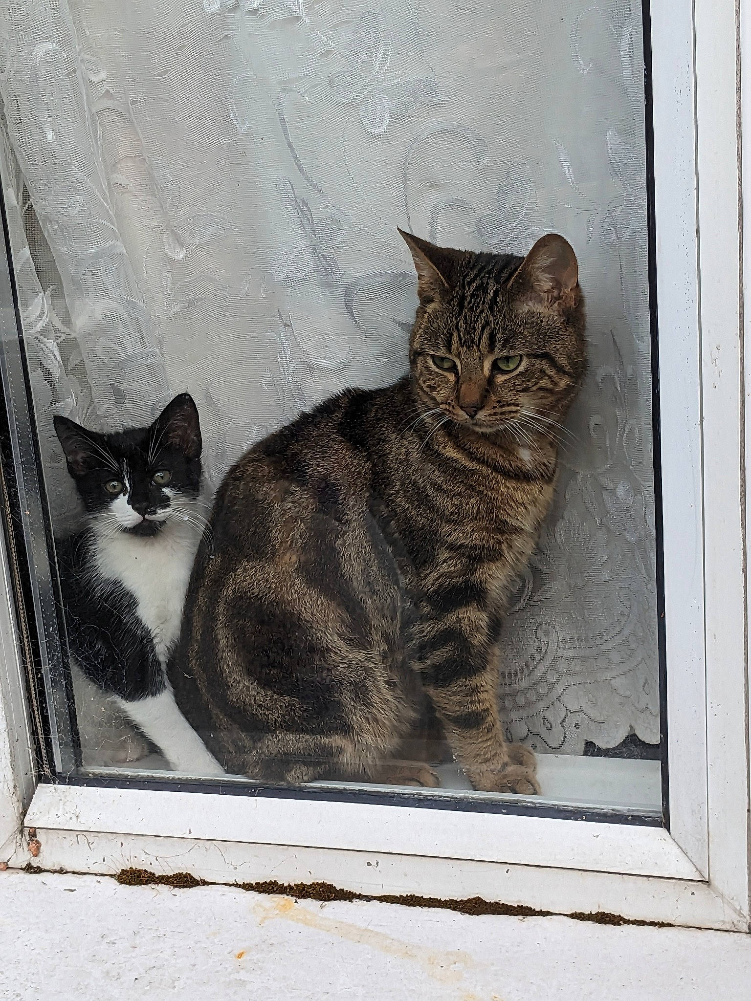 Brady joined the competition — help win amazing prizes! art, carnivore, cat, domestic_short_haired_cat, door, felidae, fur, grey, paw, rectangle, sitting, small_to_medium_sized_cats, snout, tail, terrestrial_animal, whiskers, window