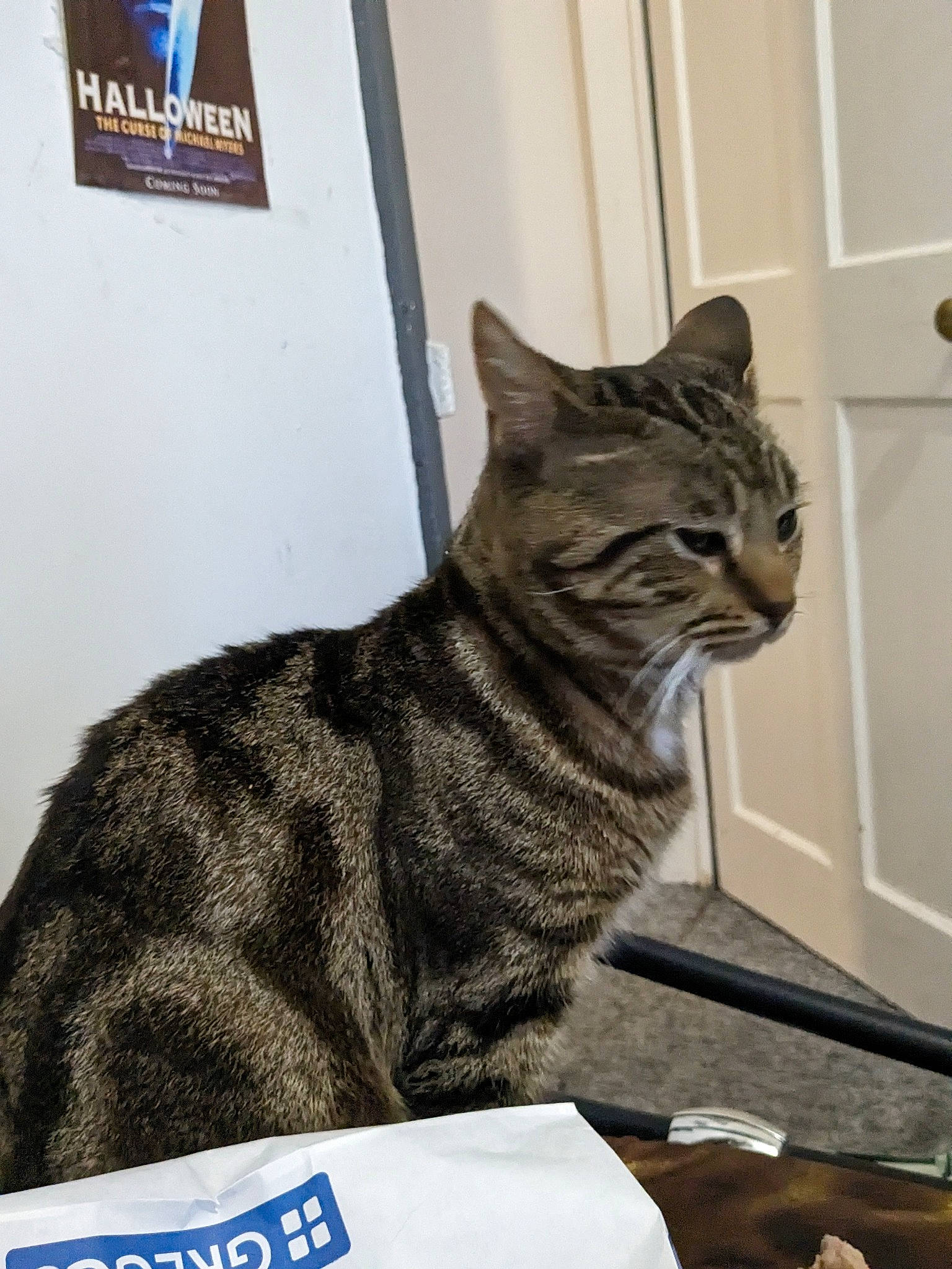 Brady is registered to the contest to win money with this photo: art, carnivore, cat, domestic_short_haired_cat, felidae, fur, sitting, small_to_medium_sized_cats, snout, tail, terrestrial_animal, whiskers, window