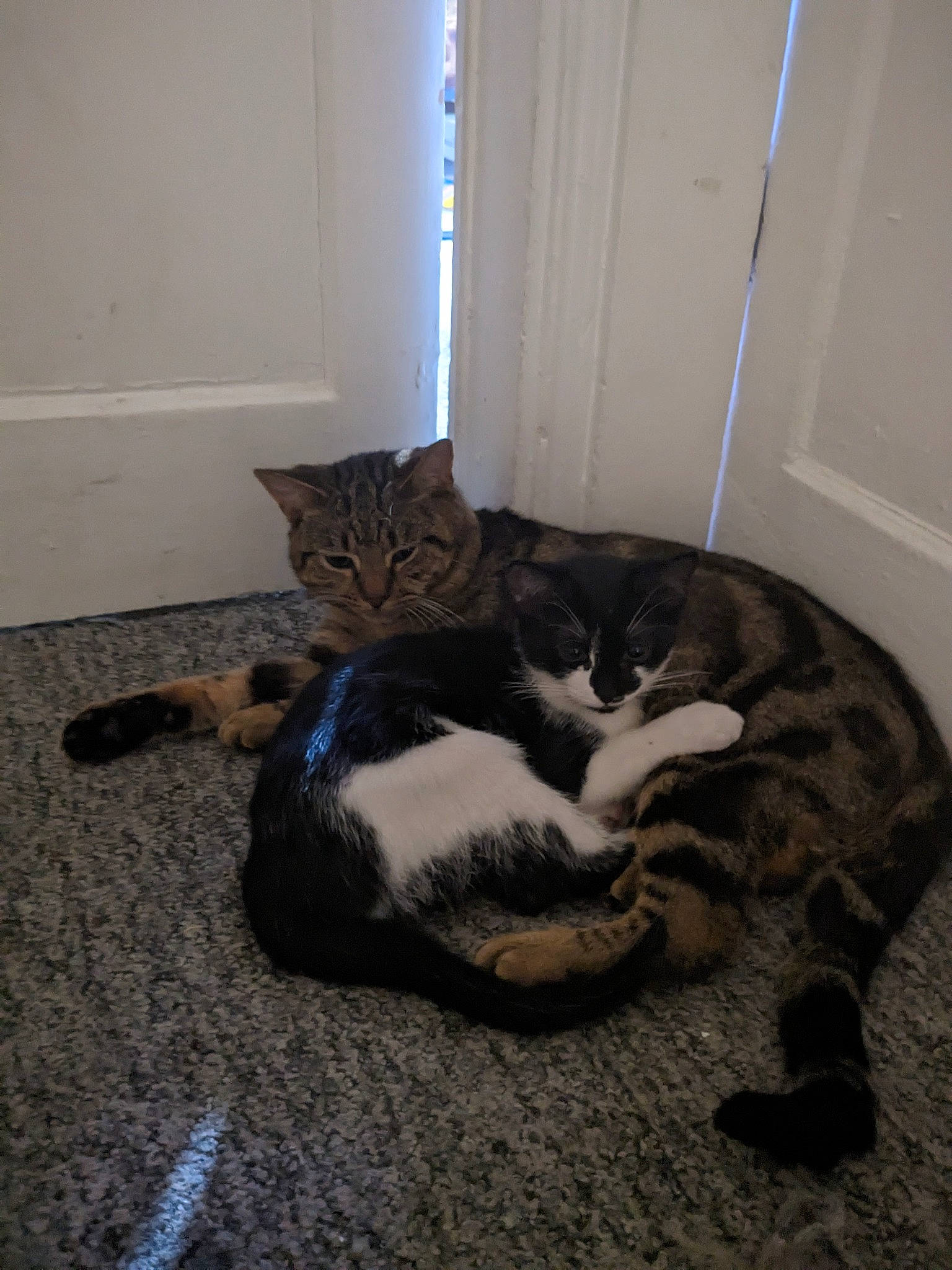 Sassy joined the competition — help win amazing prizes! carnivore, cat, claw, comfort, domestic_short_haired_cat, door, felidae, floor, flooring, fur, grey, hardwood, paw, room, small_to_medium_sized_cats, snout, tail, terrestrial_animal, whiskers, wood