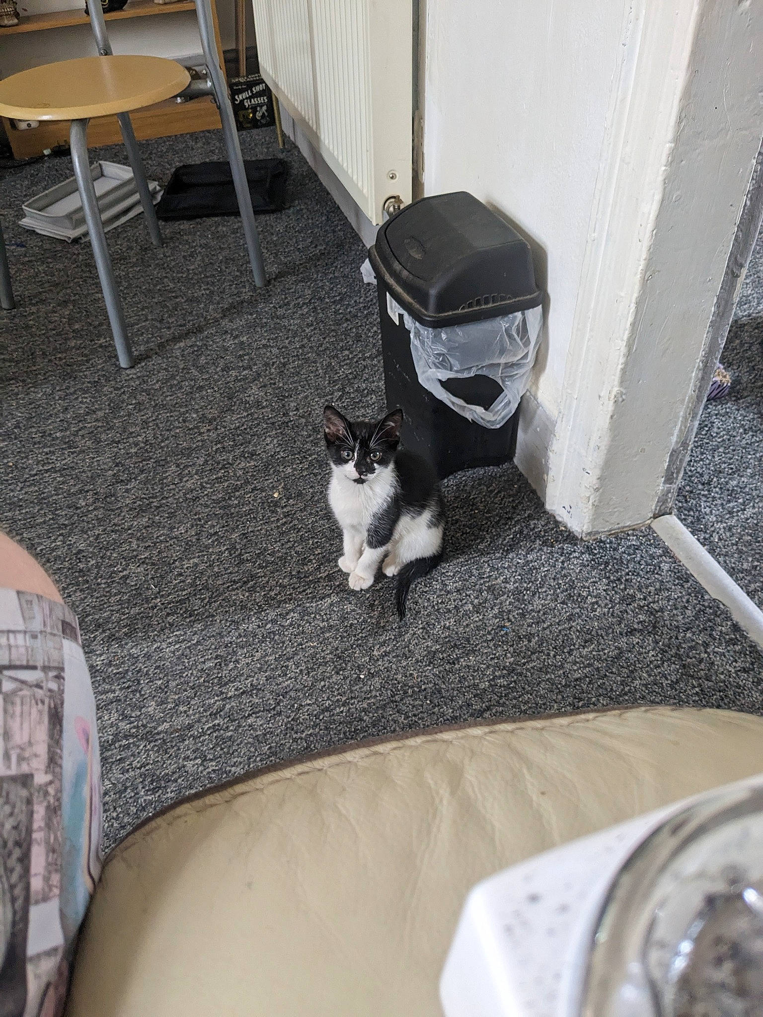 Sassy is registered to the contest to win money with this photo: automotive_tire, carnivore, cat, comfort, domestic_short_haired_cat, felidae, floor, flooring, grey, hardwood, line, plumbing_fixture, room, sink, small_to_medium_sized_cats, tail, vertebrate, whiskers, white, wood