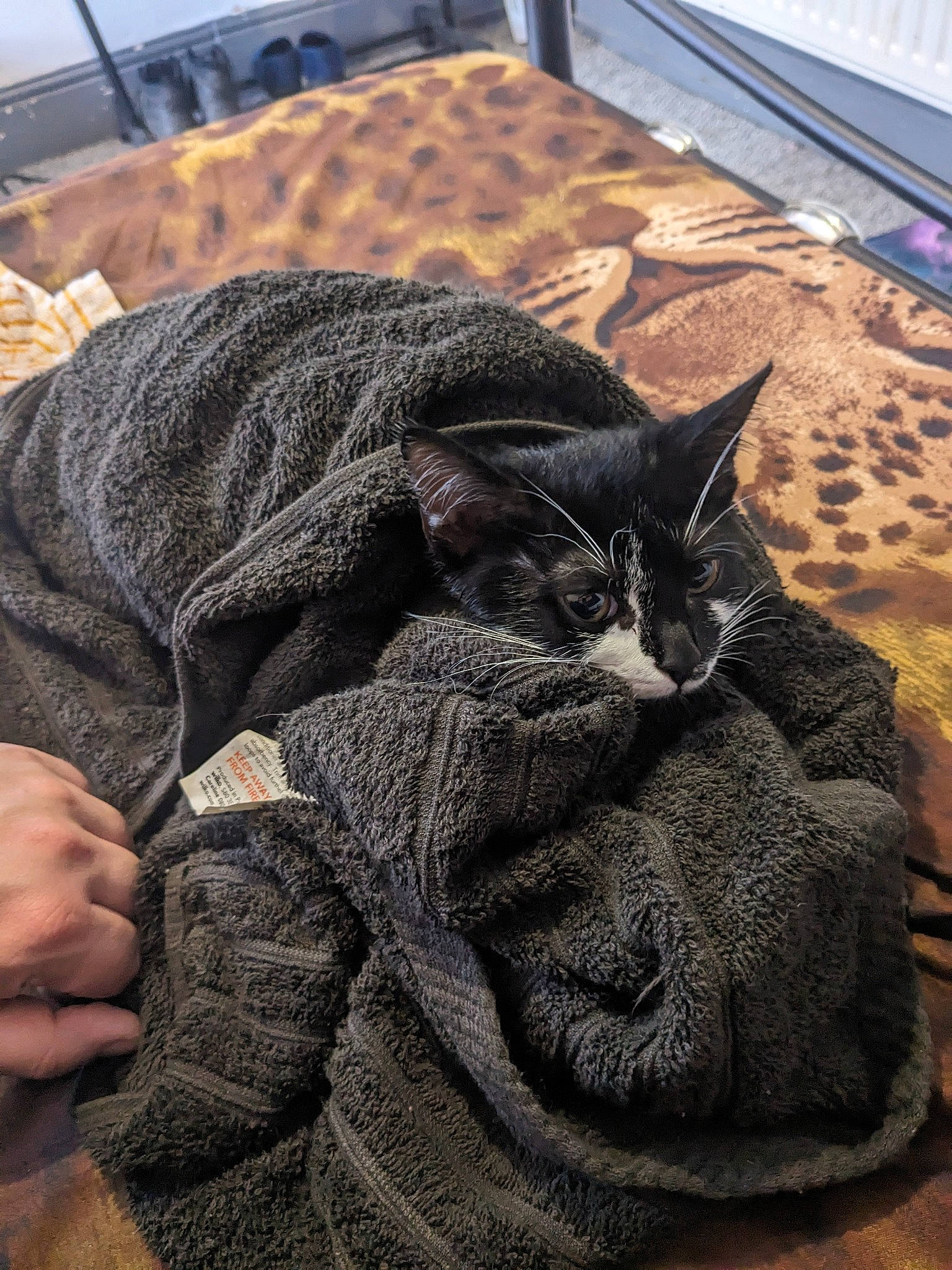 Sassy is registered to the contest to win money with this photo: bombay, carnivore, cat, claw, comfort, domestic_short_haired_cat, felidae, flooring, fur, grey, sand, sitting, small_to_medium_sized_cats, snout, tail, thread, whiskers, wood, wool, woolen