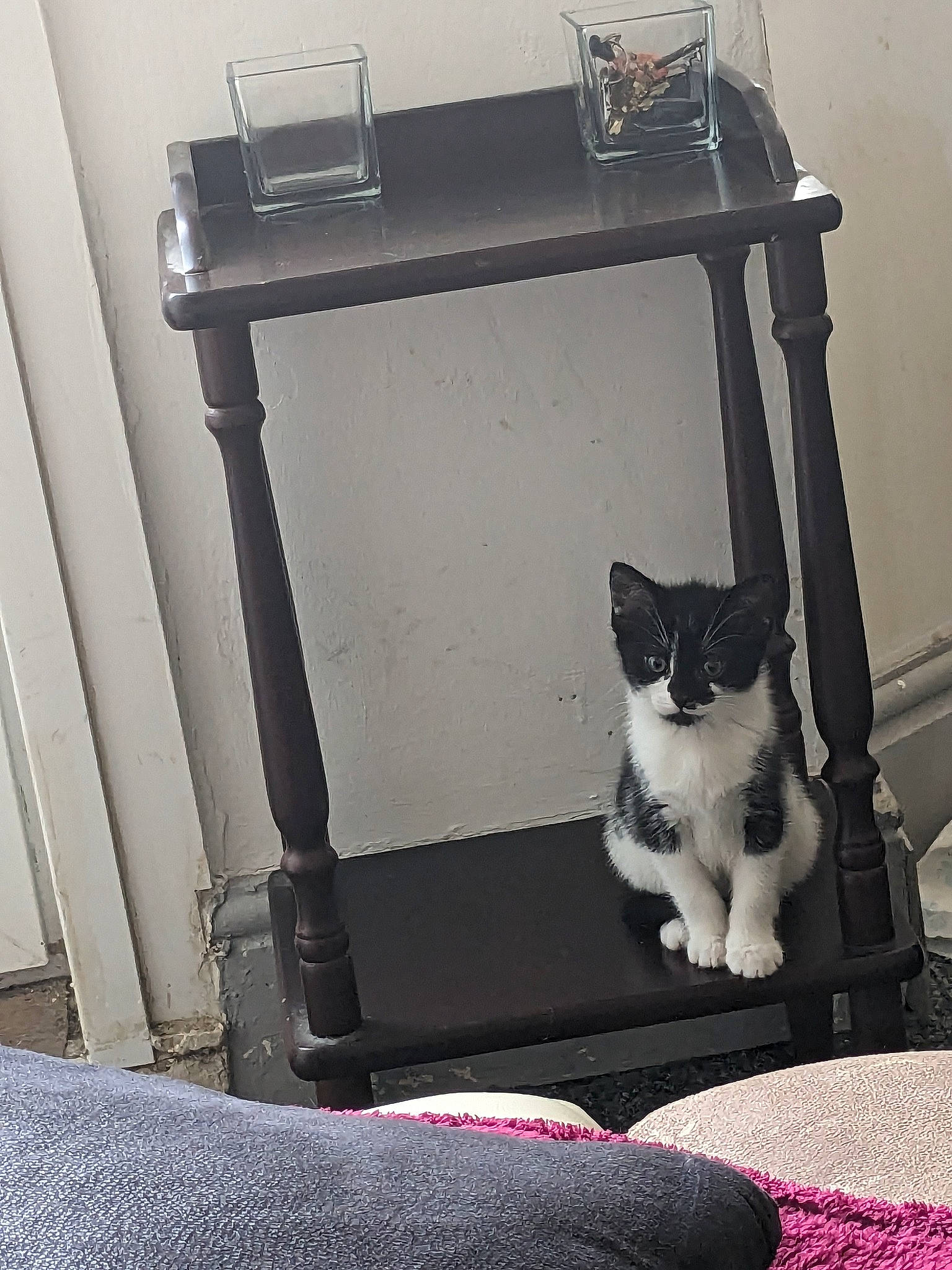 Sassy joined the competition — help win amazing prizes! carnivore, cat, chair, comfort, domestic_short_haired_cat, felidae, fur, gas, grey, human_leg, machine, metal, monochrome, monochrome_photography, small_to_medium_sized_cats, snapshot, tail, tints_and_shades, whiskers, window