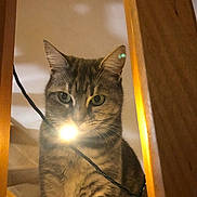 Phoebe a rejoint le concours — aidez-le/la à gagner de superbes lots ! abyssinian, animal, architecture, building, cat, drawer, furniture, hardwood, indoors, interiordesign, kitten, lamp, light, lighting, manx, outdoors, pet, shelter, stainedwood, wood