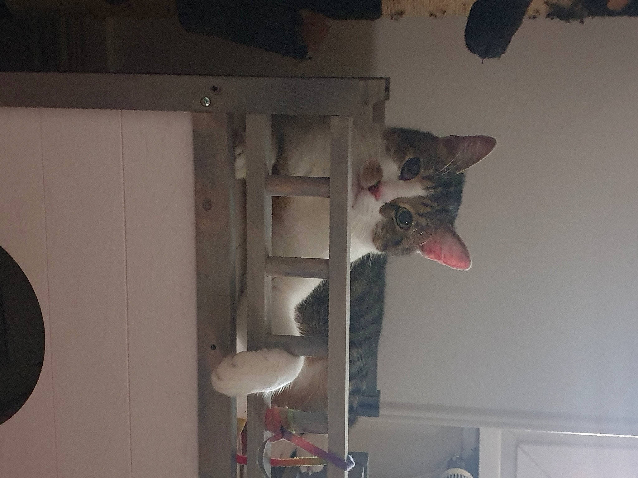 Iro participe au concours pour gagner de l'argent avec cette photo : cat, felidae, kitten, small_to_medium_sized_cats, tail