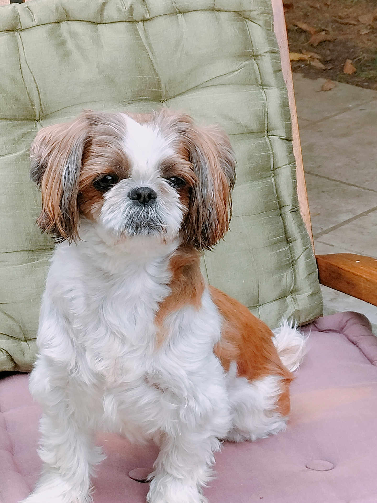Loopsa a rejoint le concours — aidez-le/la à gagner de superbes lots ! dog, small_dog, fluffy, brown_and_white, sitting, cushion, chair, outdoor, pet, fur, cute, animal, companion, relaxed, portrait, paw, face, ears, nose, whiskers