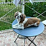 dog, table, patio, outdoor, fence, greenery, tile_floor, small_dog, brown_and_white, curious_expression, relaxed, garden, metal_table, summer, domestic_animal, pet, canine, fur, companionship, nature