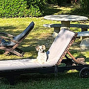 Loopsa participe au concours pour gagner de l'argent avec cette photo : dog, outdoor, garden, grass, lounge_chair, wooden_chair, stone_table, sunlight, shade, pet, relaxing, daytime, nature, backyard, furniture, animal, small_dog, cushion, summer, leisure