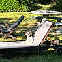 dog, outdoor, garden, grass, lounge_chair, wooden_chair, stone_table, sunlight, shade, pet, relaxing, daytime, nature, backyard, furniture, animal, small_dog, cushion, summer, leisure