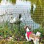Loopsa participe au concours pour gagner de l'argent avec cette photo : dog, small_dog, red_harness, grass, pond, water, swan, white_swan, wire_fence, greenery, plants, leaves, reflection, nature, outdoor, animal, curious, pet, calm, daylight
