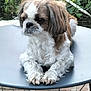 Loopsa a rejoint le concours — aidez-le/la à gagner de superbes lots ! dog, small_dog, fluffy, brown_and_white, table, outdoor, garden, greenery, fence, stone_floor, pet, animal, sitting, resting, fur, cute, companion, calm, daylight, domestic_animal