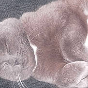 Cats participe au concours pour gagner de l'argent avec cette photo :