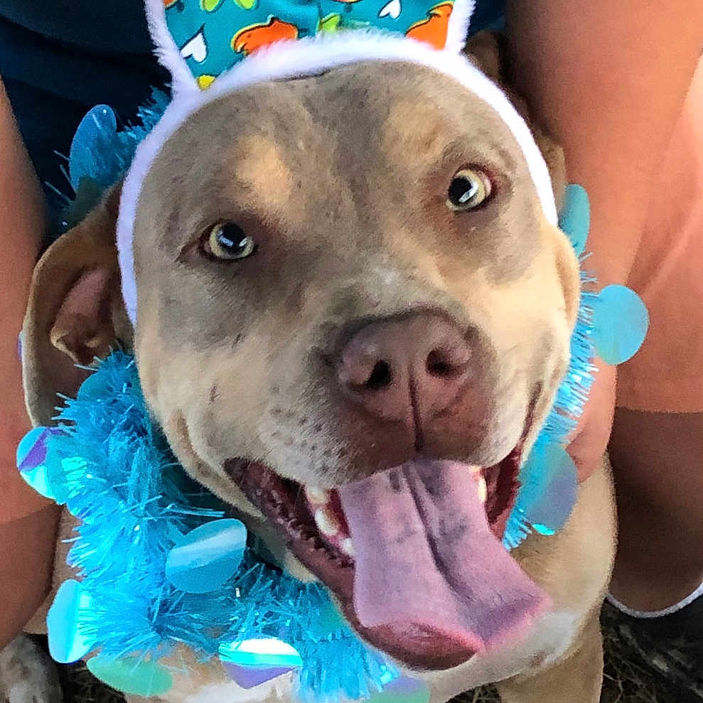 Dixie joined the competition — help win amazing prizes! animal, boxer, bulldog, canine, clothing, dog, face, frenchbulldog, grass, hat, head, hound, person, pet, photography, pitbull, plant, portrait, puppy, purple