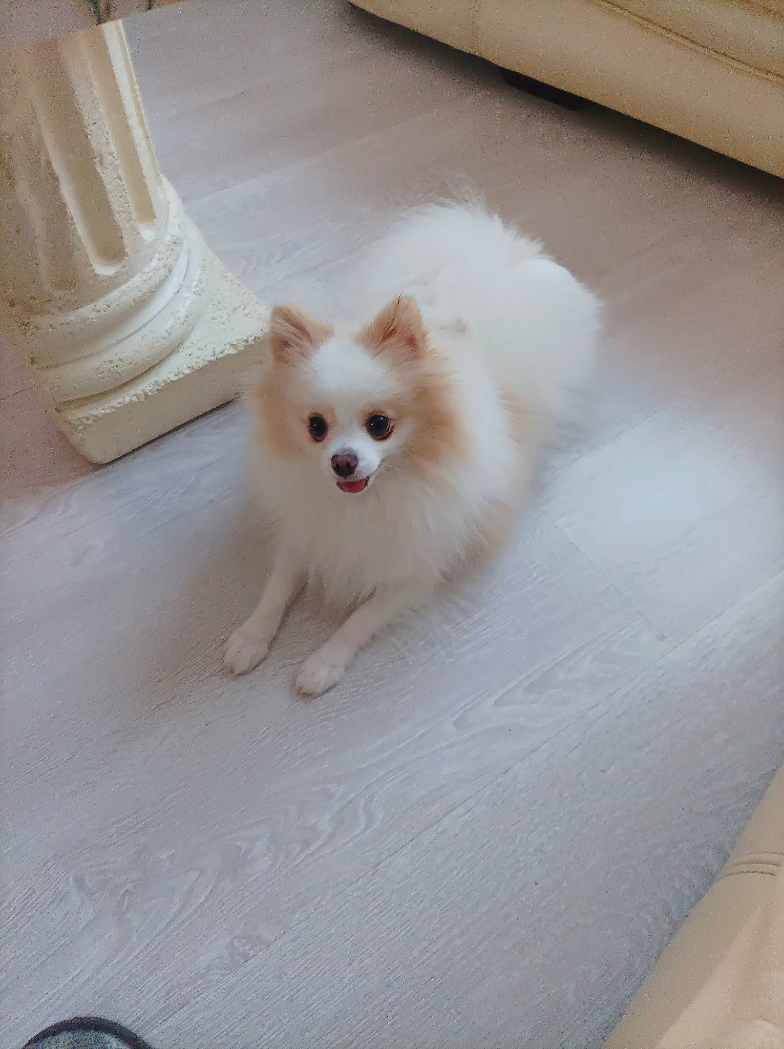 Priska participe au concours pour gagner de l'argent avec cette photo : canidae, carnivore, companion_dog, dog, dog_breed, dog_supply, fawn, flooring, fur, german_spitz, german_spitz_mittel, hardwood, samoyed, snout, spitz, sporting_group, toy_dog, volpino_italiano, whiskers, working_animal