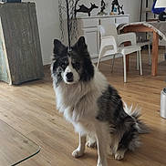 Gary participe au concours pour gagner de l'argent avec cette photo : art, black_and_white, canine, curious, decor, dog, domestic_animal, floor, fluffy, furniture, home, indoor, lamp, living_room, modern, pet, sitting, table, white_chair, wooden_floor