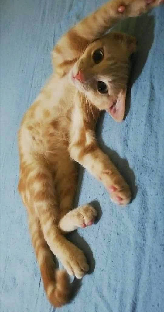 Many a rejoint le concours — aidez-le/la à gagner de superbes lots ! big_cats, canidae, carnivore, cat, claw, devon_rex, dog_breed, domestic_short_haired_cat, fang, fawn, felidae, fur, gesture, paw, small_to_medium_sized_cats, snout, tail, terrestrial_animal, whiskers