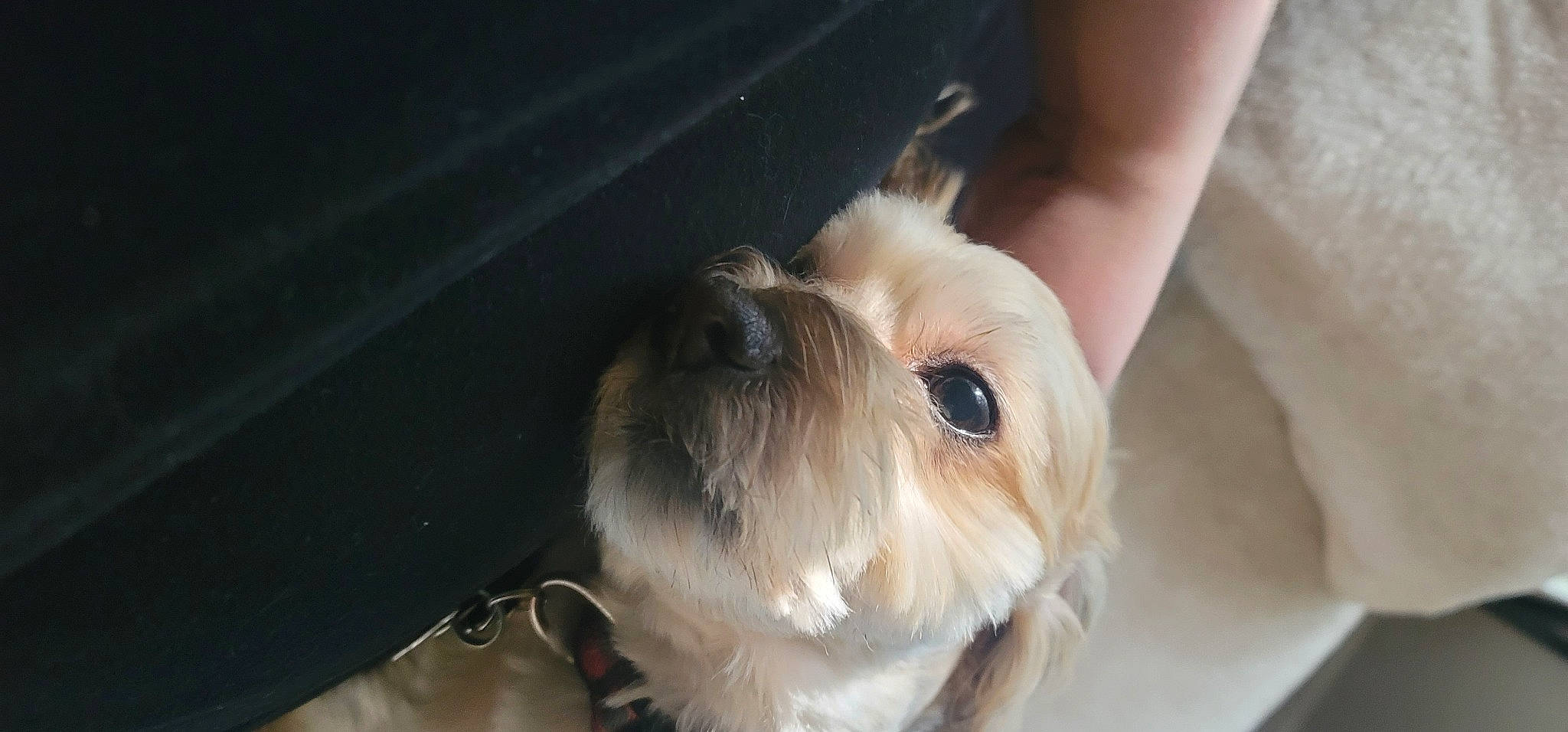 Charlie joined the competition — help win amazing prizes! canidae, carnivore, companion_dog, dog, dog_breed, eye, fawn, felidae, fur, paw, puppy_love, small_terrier, small_to_medium_sized_cats, snout, sporting_group, terrier, toy, toy_dog, whiskers, working_animal