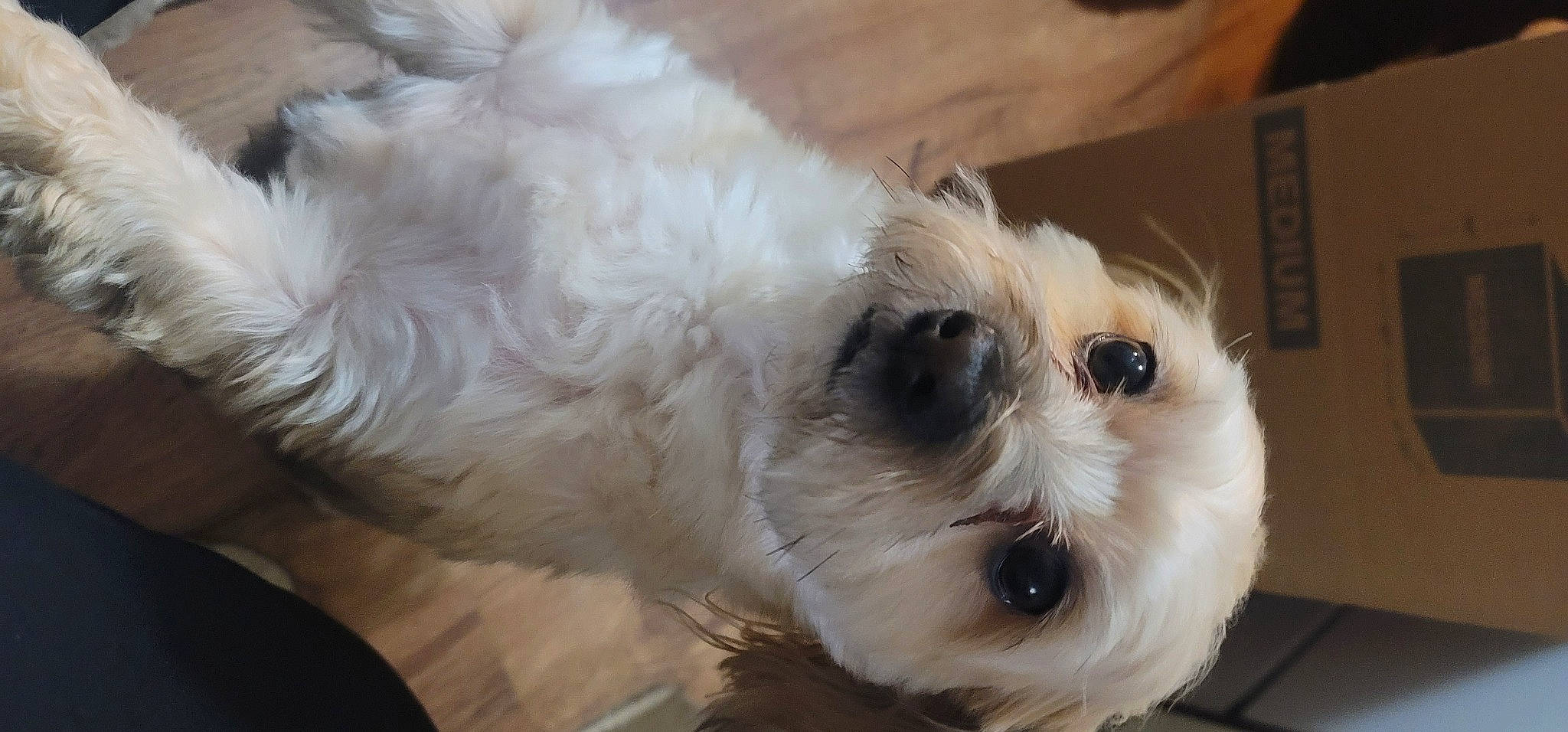 Charlie joined the competition — help win amazing prizes! camera, canidae, carnivore, companion_dog, dog, dog_breed, dog_supply, fur, maltepoo, non_sporting_group, poodle_crossbreed, puppy, puppy_love, small_terrier, snout, sporting_group, terrier, toy_dog, whiskers, working_animal