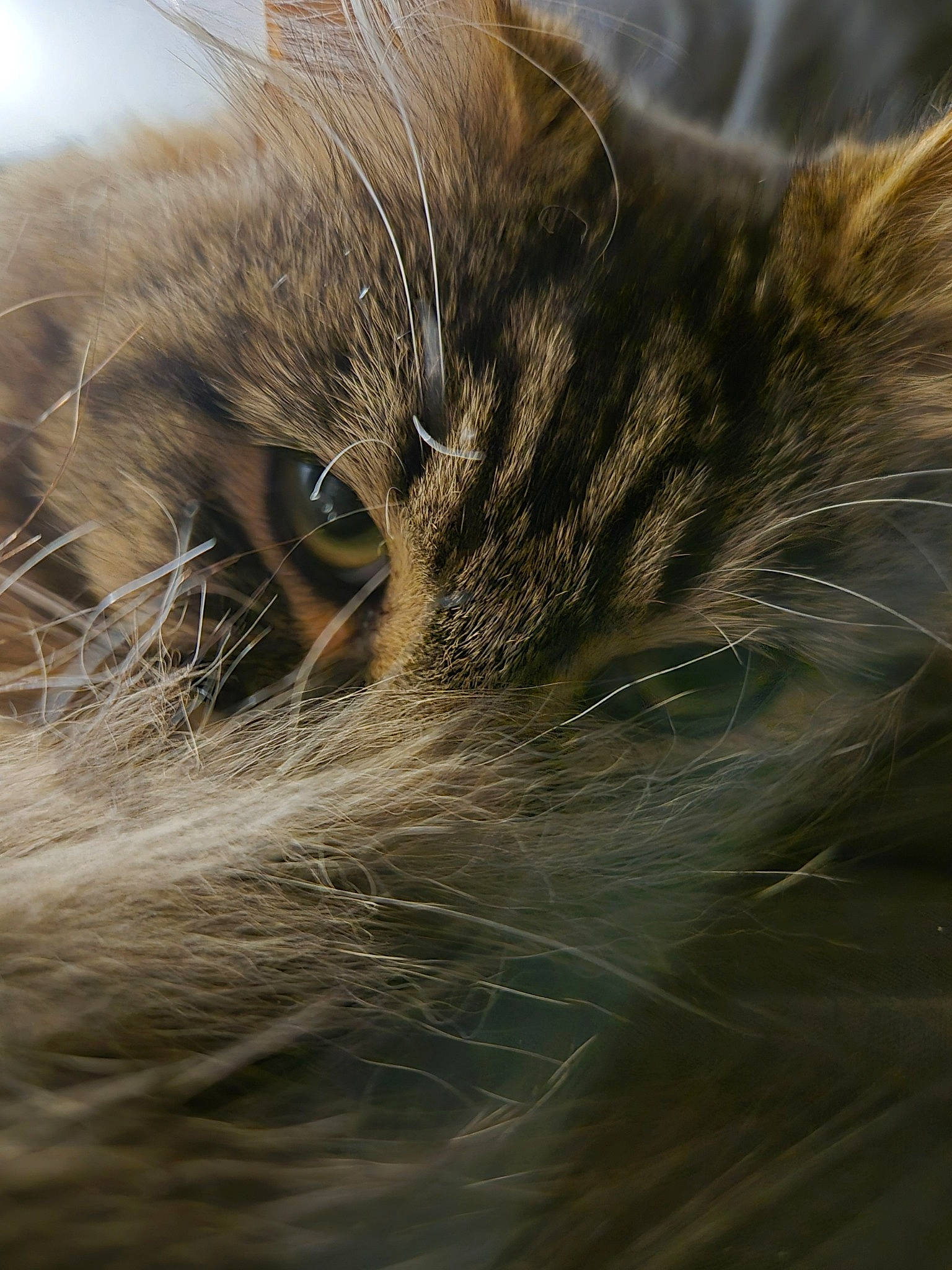 Lilith joined the competition — help win amazing prizes! carnivore, cat, domestic_short_haired_cat, fawn, felidae, fur, grass, macro_photography, paw, sand, small_to_medium_sized_cats, snout, terrestrial_animal, whiskers, wildlife