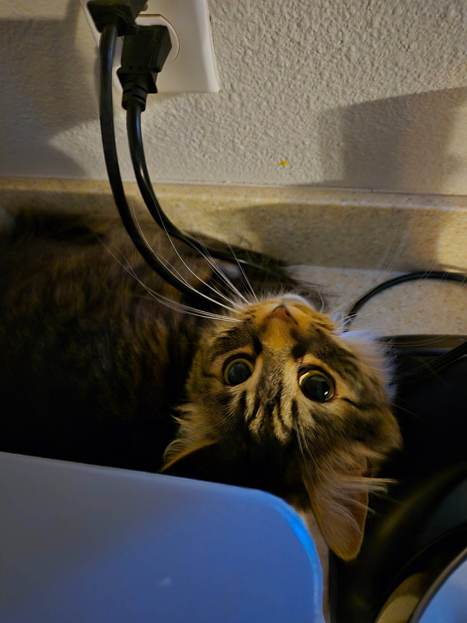 Lilith is registered to the contest to win money with this photo: art, big_cats, carnivore, cat, domestic_short_haired_cat, fang, felidae, flowerpot, fur, glass, illustration, lamp, light, metal, small_to_medium_sized_cats, snout, tail, terrestrial_animal, whiskers, wildlife