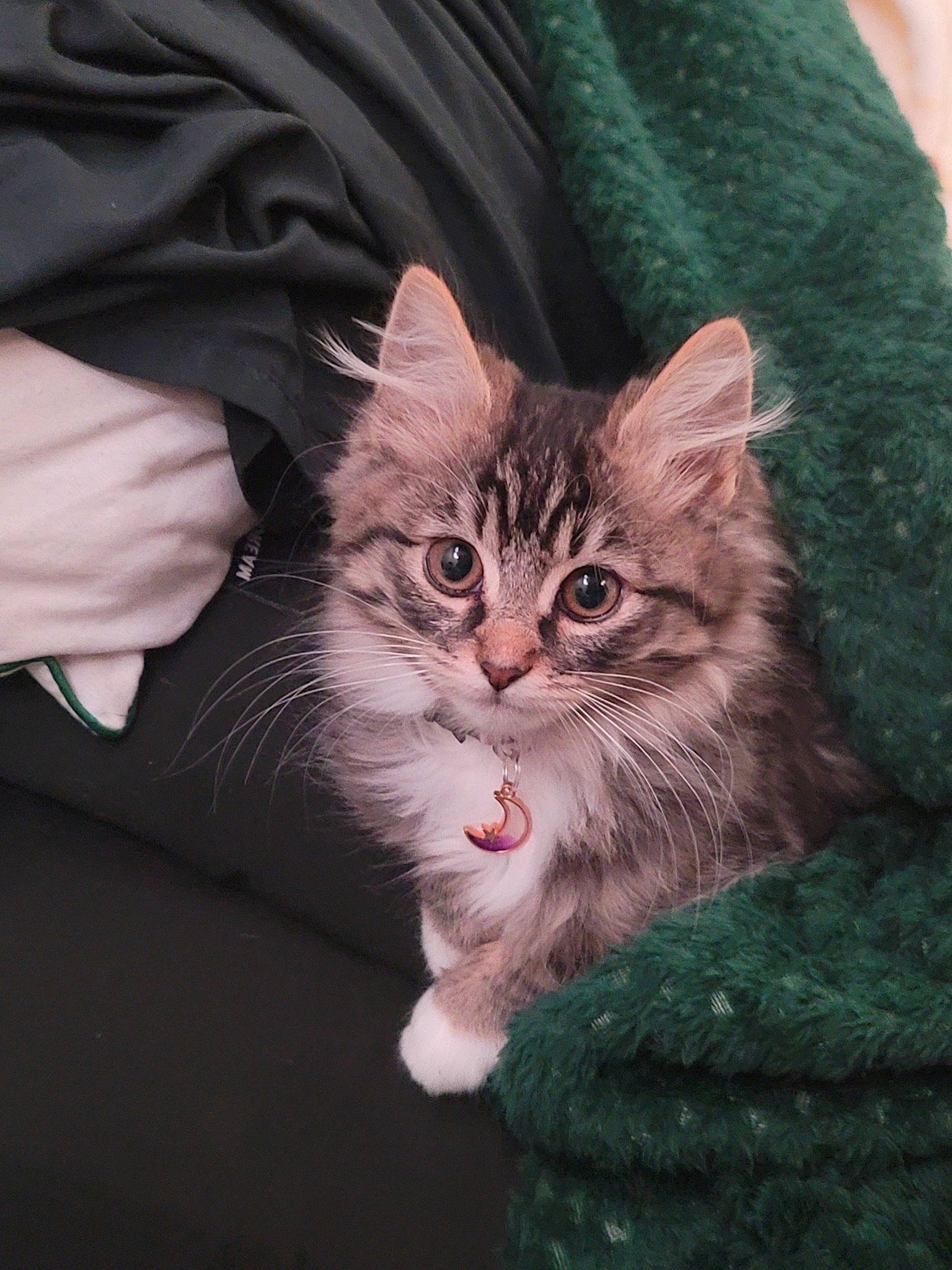 Lilith joined the competition — help win amazing prizes! carnivore, cat, claw, domestic_short_haired_cat, fawn, felidae, fur, gesture, maine_coon, paw, sitting, sleeve, small_to_medium_sized_cats, snout, tail, terrestrial_animal, whiskers