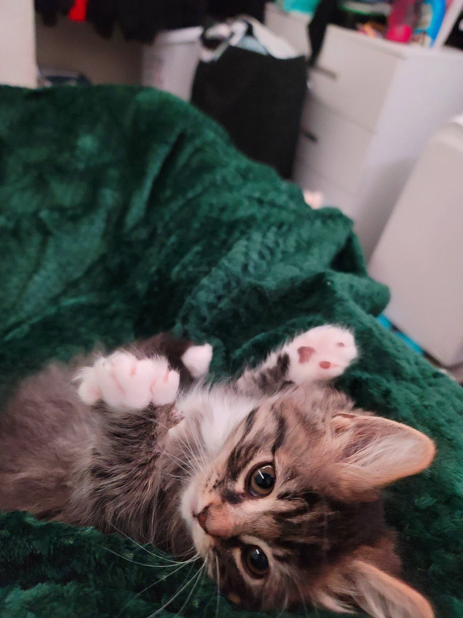 Lilith joined the competition — help win amazing prizes! carnivore, cat, claw, comfort, couch, domestic_short_haired_cat, ear, eye, felidae, fur, grass, lap, linens, nap, paw, plant, small_to_medium_sized_cats, snout, tail, whiskers