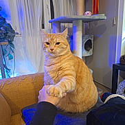 O'Malley a rejoint le concours — aidez-le/la à gagner de superbes lots ! cat, orange_tabby, handshake, human_hand, indoor, cat_tree, curtains, plant, couch, scratching_post, furniture, cozy, living_room, pet, paw, interaction, blue_light, window, table, pine_cone
